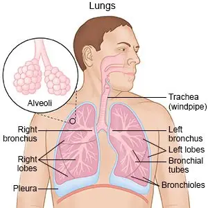 The Lungs