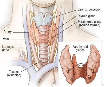 Thyroid Cancer