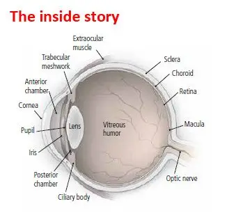 Retinopathy