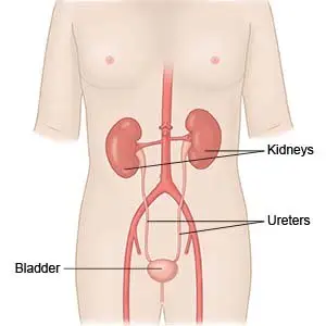 Kidney, Ureters, Bladder