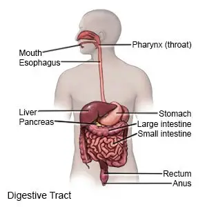 Digestive Tract