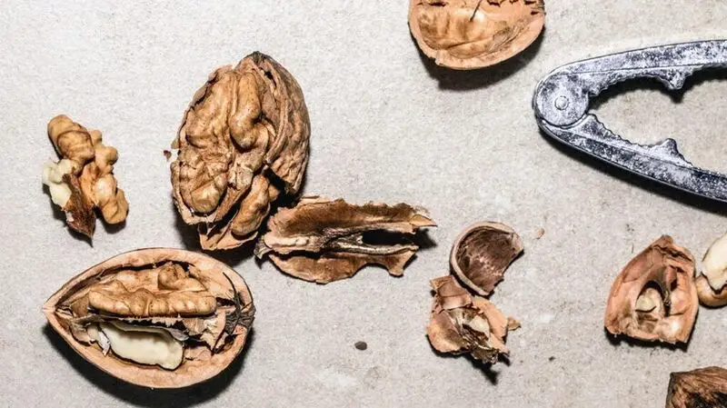 Walnuts resembling the human brain cracked open with a nut cracker on a flat surface