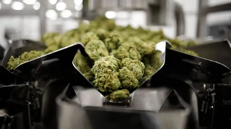 Clumps of cannabis on a factory assembly line