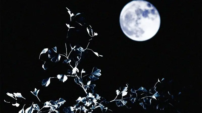 A view of the moon and gingko biloba plant