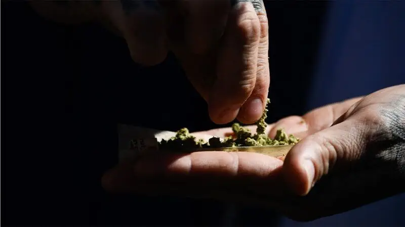 Some cannabis is rolled into an open cigarette paper