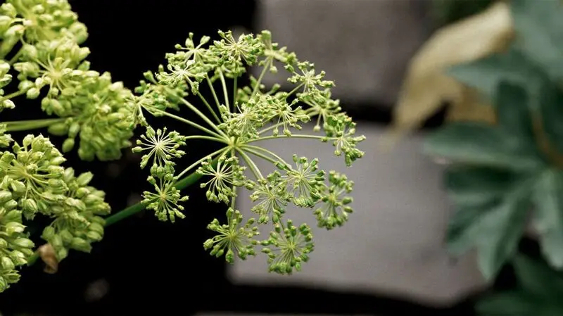 A close up of the Angelica sinensis plant, also known as female ginseng