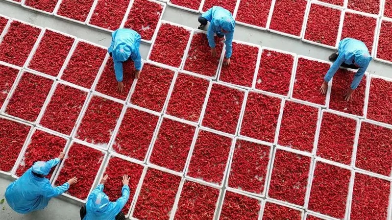 Farm workers harvest magnolia berry fruit
