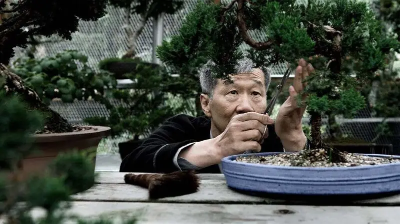 older east Asian man trimming a bonsai tree