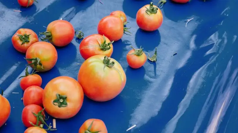 Tomatoes on a blue tablecloth