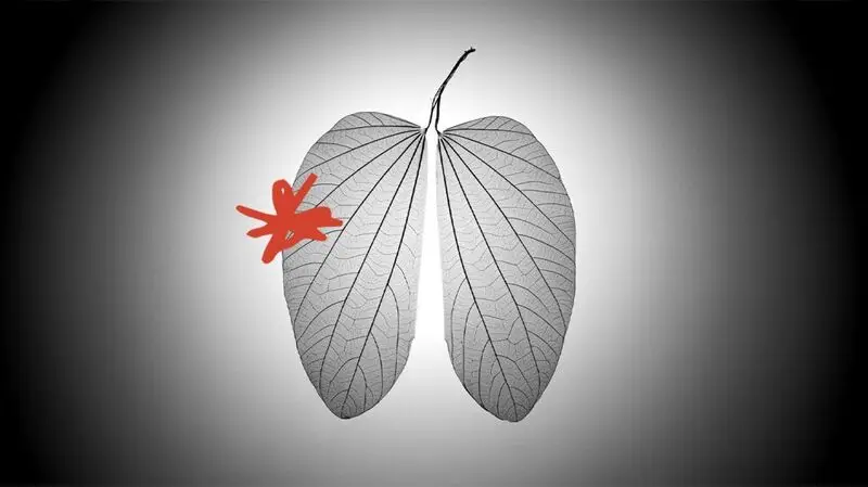 Two leaves that look like lungs