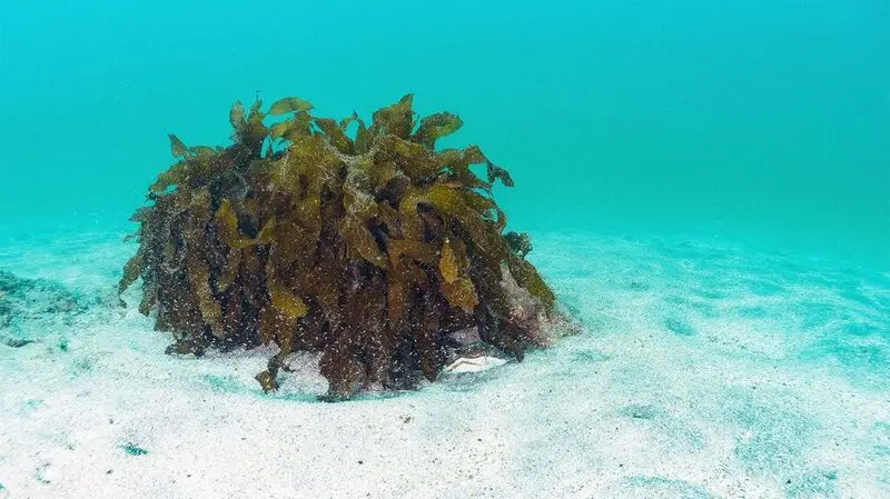 A cluster of Kajime (Ecklonia cava) seaweed on a seabed.