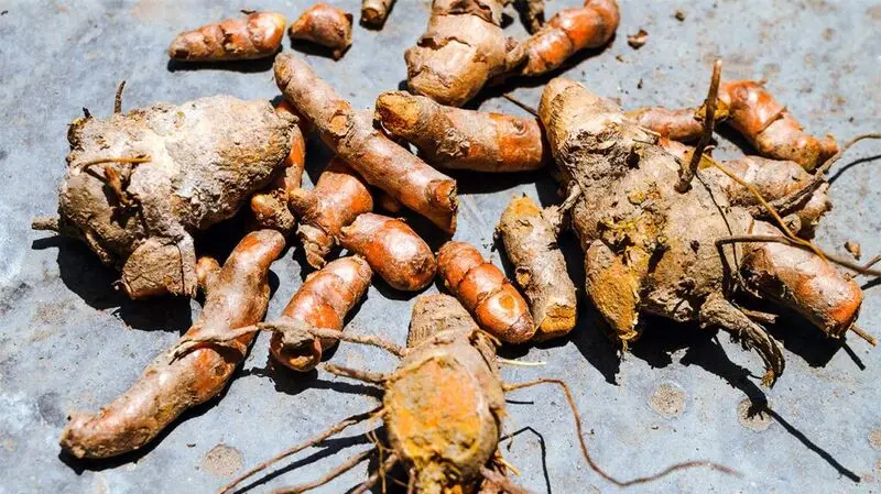 Pieces of turmeric (curcuma longa) on a flat surface