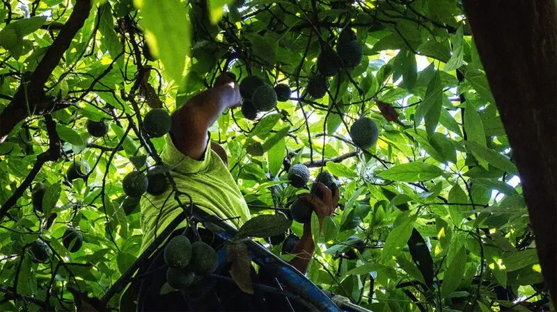 A worker picking avocados, a source of plant fats, from a tree during harvest