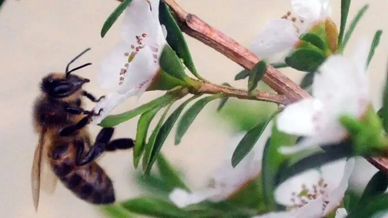 A bee collecting nectar from a flower to make honey