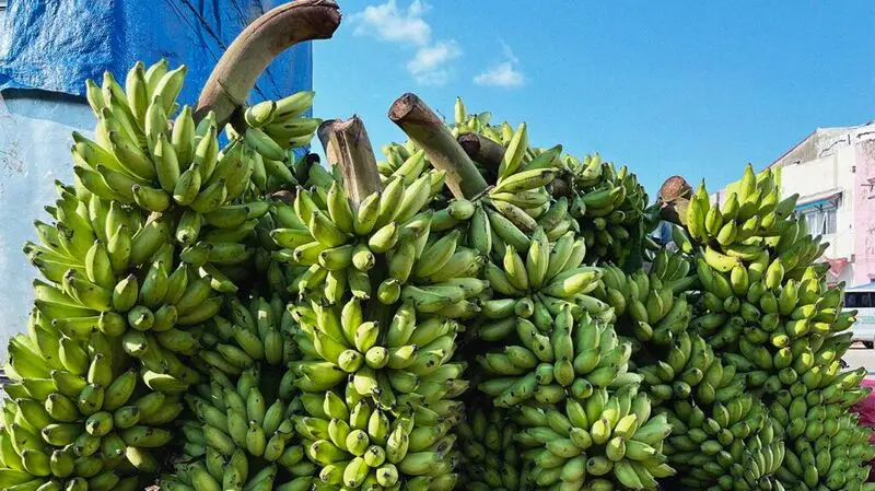 A close up of a bunch of green bananas, a great source of potassium