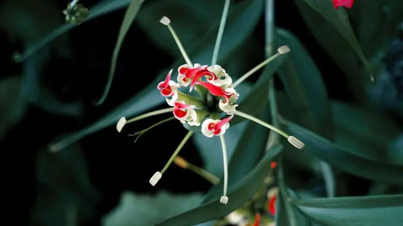 close-up of gloriosa superba flower