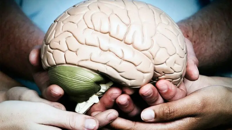 Many hands cradling a model brain