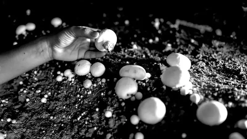 A person picking white button mushrooms in a field