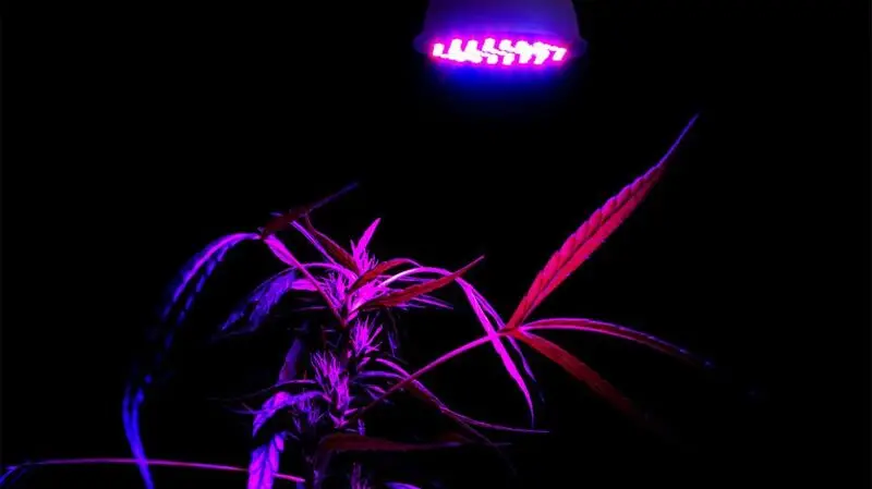 cannabis plant under ultraviolet light