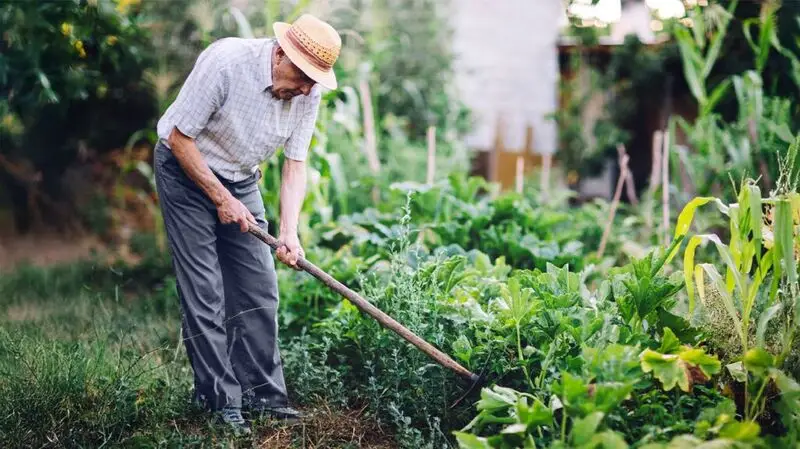 older man with straw hat gardening