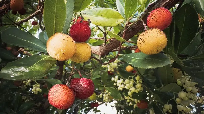 Arbutus unedo or strawberry tree