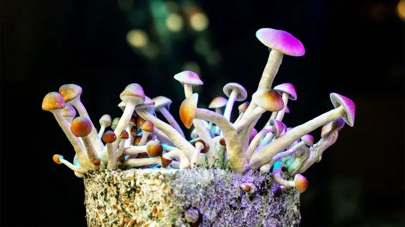 Psilocybin mushrooms, commonly known as magic mushrooms, growing out of a stub