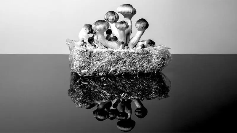 A bunch of psilocybin containing psychedelic magic mushrooms and their reflection on a shiny surface