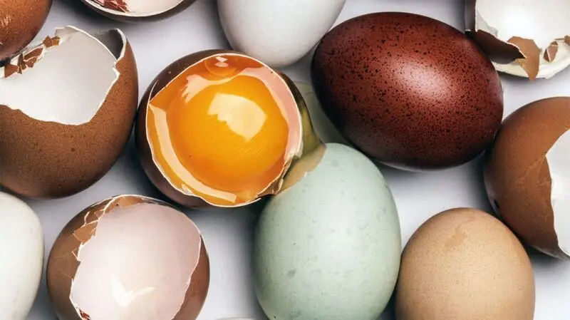 eggs with different shell colors