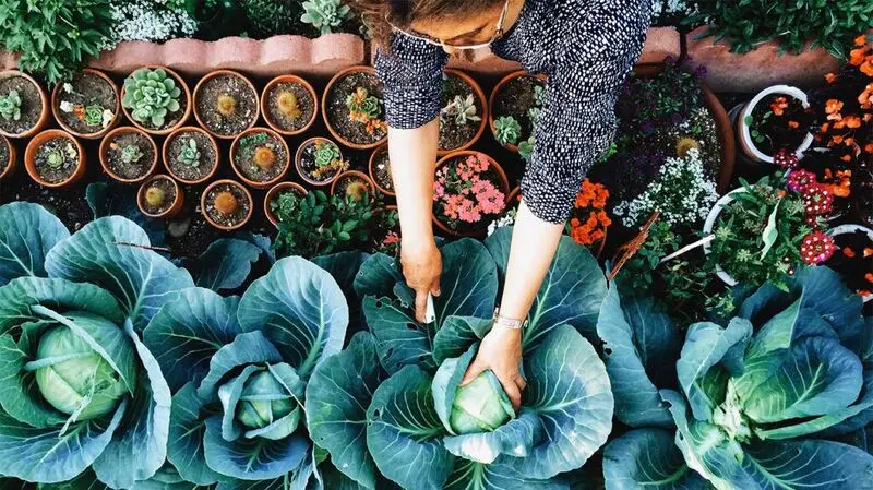 person picking leafy greens in the garden