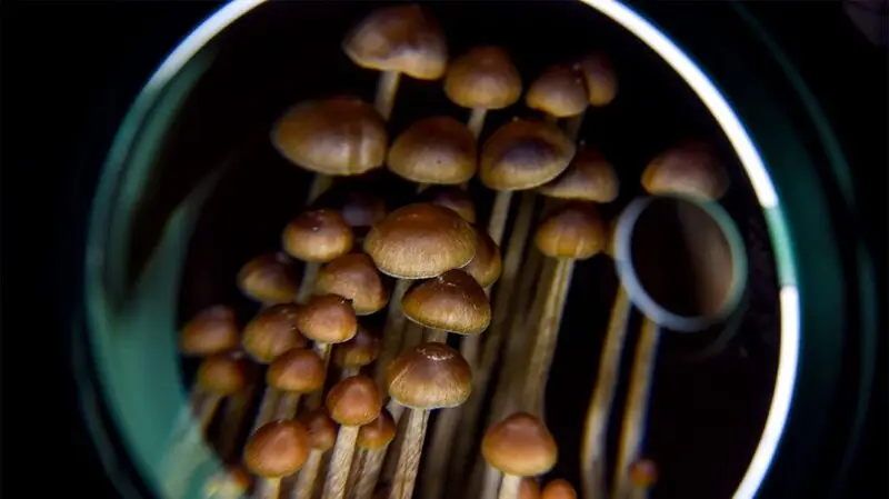 A bunch of psiloycbin containing magic mushrooms