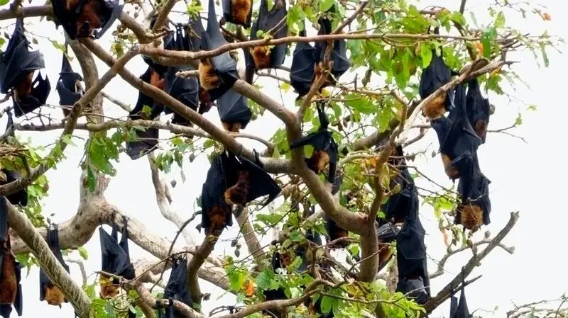 Fruit bats in a tree.