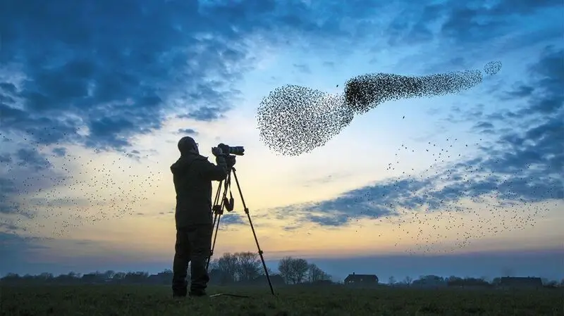 bird watcher watcher murmuration of starlings