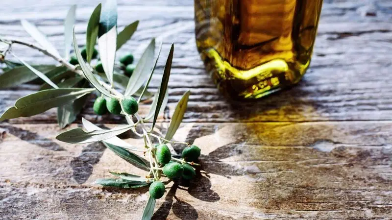 A branch of an olive tree with young olives on it and a bottle of extra virgin olive oil in the background 