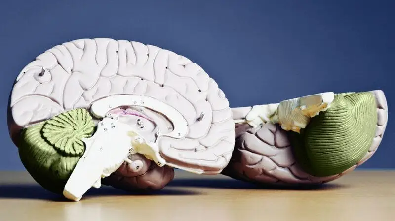 A bisected medical brain model