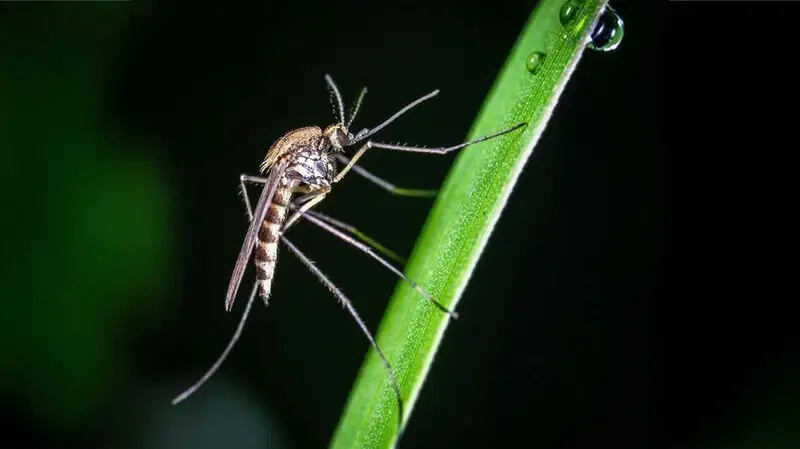 Close-up of a mosquito.