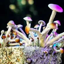 Psilocybin for IBS: Could altering the mind help alter the gut?
