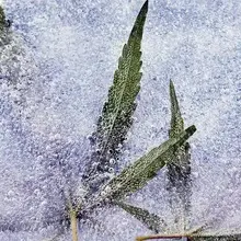 Alzheimer's disease: CBD may help calm neuroinflammation
