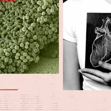 Can changes in gut bacteria predict the risk of heart disease?