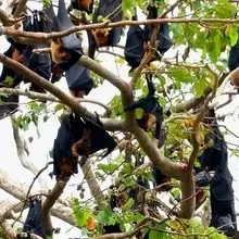 Nipah virus outbreak: Why experts are watching closely