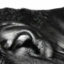 Might SSRIs for depression, anxiety make tinnitus worse?