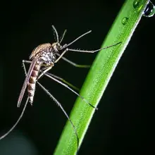 Mosquitoes may learn to tolerate, or even prefer, the smell of DEET