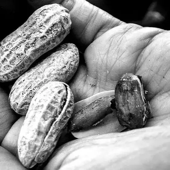 Could peanuts help keep the aging brain healthy?