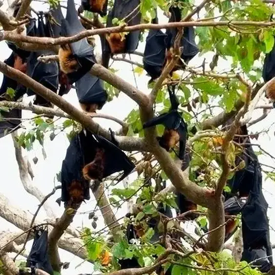 Nipah virus outbreak: Why experts are watching closely