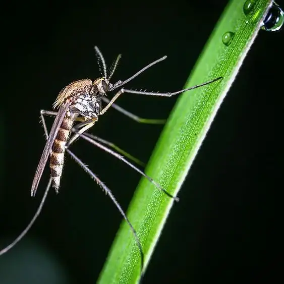 Mosquitoes may learn to tolerate, or even prefer, the smell of DEET