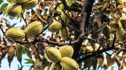 Could eating pecans help curb obesity and diabetes?