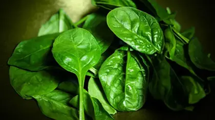 Wounds in diabetes: Can spinach extract help them heal faster?