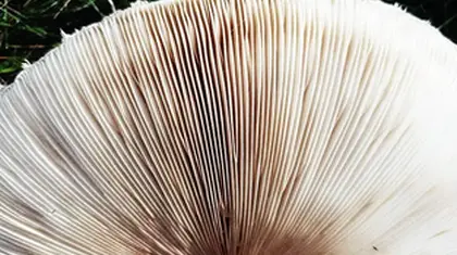 Psilocybin for mental health: Could microdosing aid treatment?