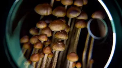 Depression and cancer: How psilocybin from mushrooms can help