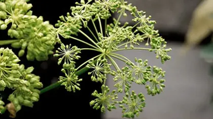 Female ginseng could hold the key to new osteoporosis treatments