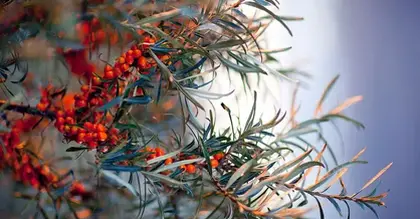 Diabetes: Sea buckthorn berries may aid insulin sensitivity, obesity